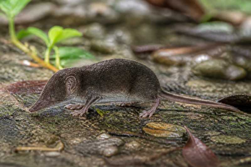Image of a Luzon White-toothed Shrew in its natural habitat
