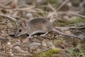 Image of a Macedonian Mouse in its natural habitat