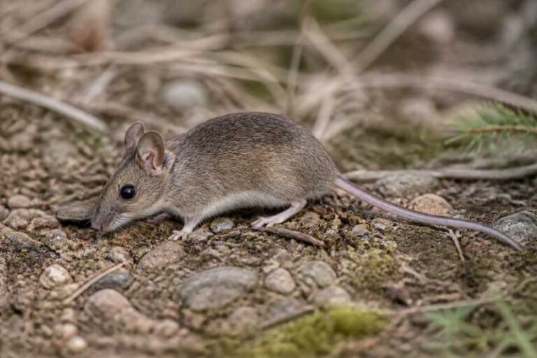 Image of a Macedonian Mouse in its natural habitat