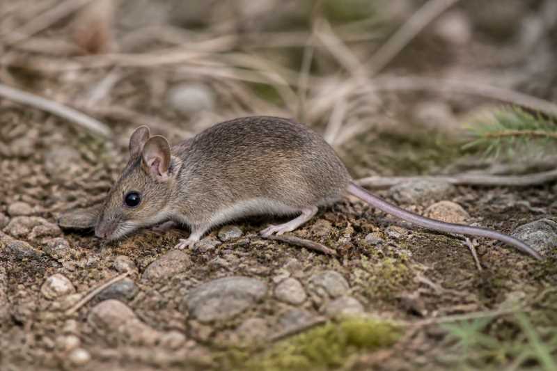Image of a Macedonian Mouse in its natural habitat