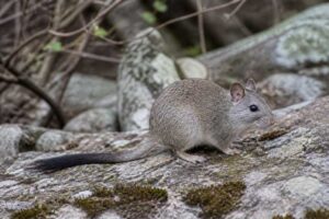 Image of a Magdalena Woodrat in its natural habitat