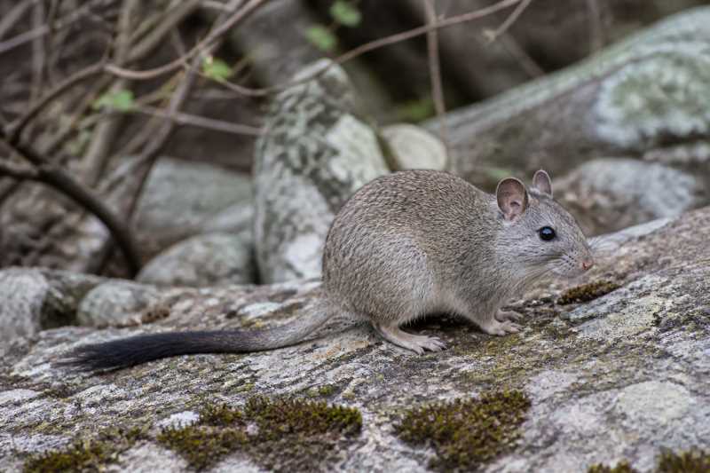 Image of a Magdalena Woodrat in its natural habitat