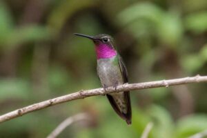 Image of a Magenta-throated Woodstar in its natural habitat