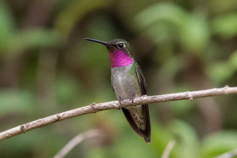 Image of a Magenta-throated Woodstar in its natural habitat