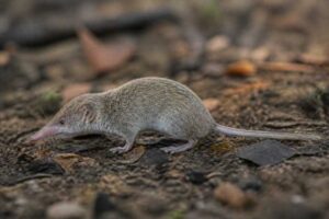 Image of a Major's Shrew Tenrec in its natural habitat