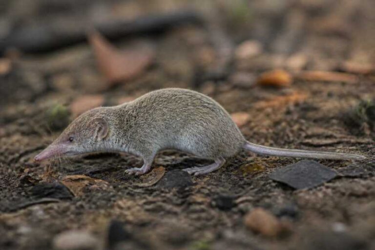 Image of a Major's Shrew Tenrec in its natural habitat