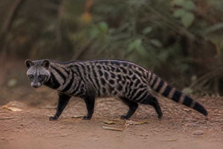 Image of a Malabar Civet in its natural habitat