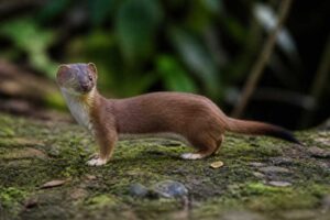 Image of a Malay Weasel in its natural habitat