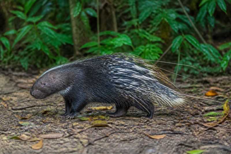 Image of a Malayan Porcupine in its natural habitat