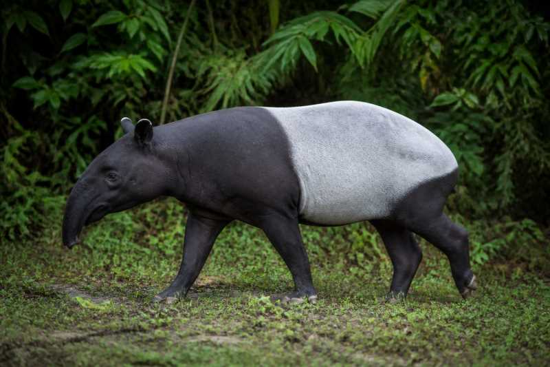 Image of a Malayan Tapir in its natural habitat