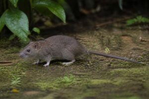 Image of a Malaysian Field Rat in its natural habitat