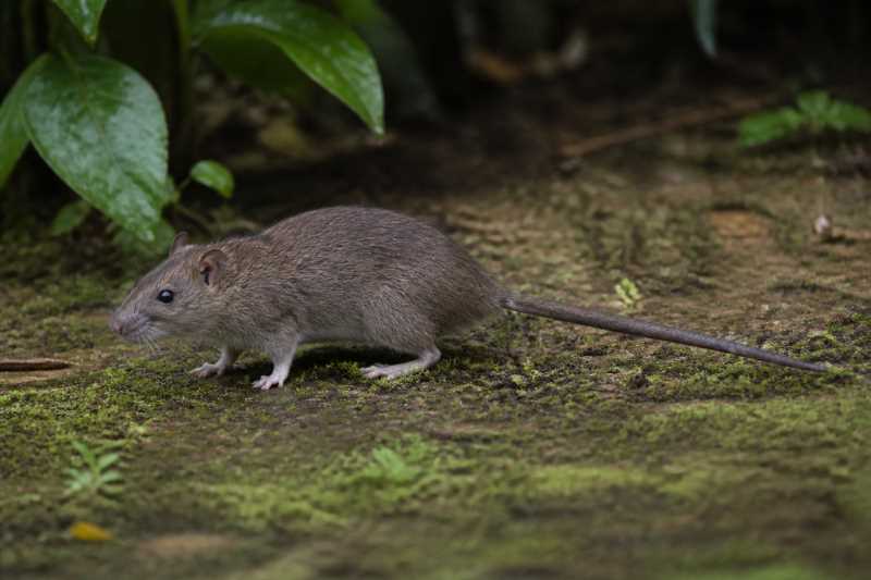 Image of a Malaysian Field Rat in its natural habitat