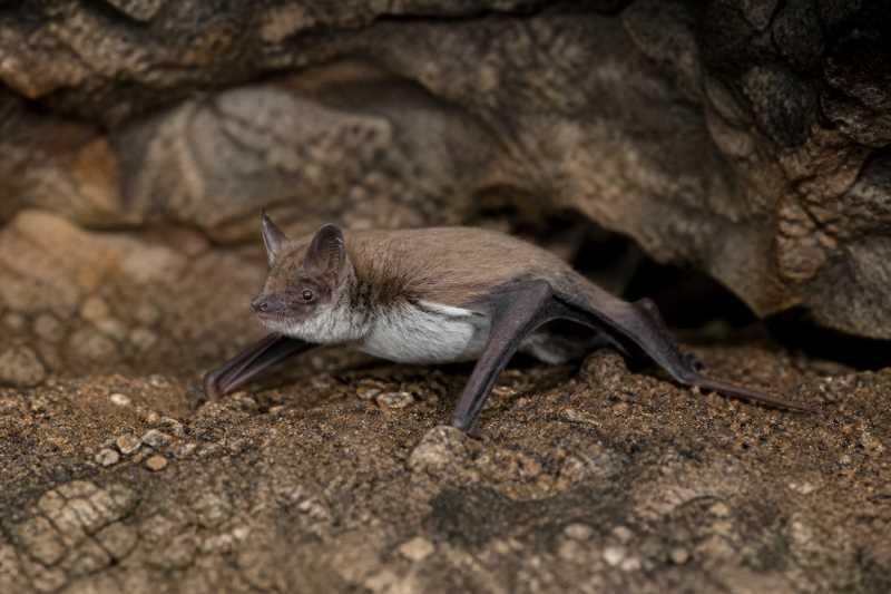 Image of a Malaysian Whiskered Myotis in its natural habitat