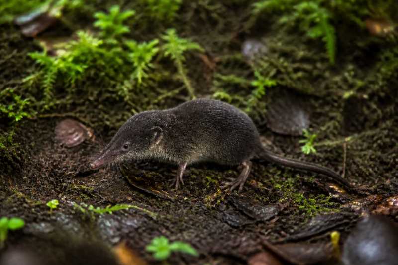 Image of a Mam Broad-clawed Shrew in its natural habitat