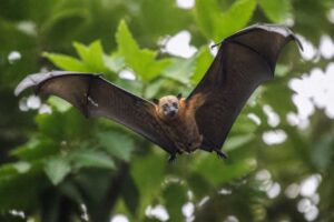Image of a Manado Fruit Bat in its natural habitat