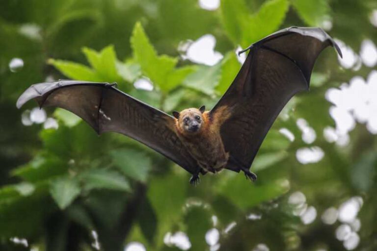 Image of a Manado Fruit Bat in its natural habitat