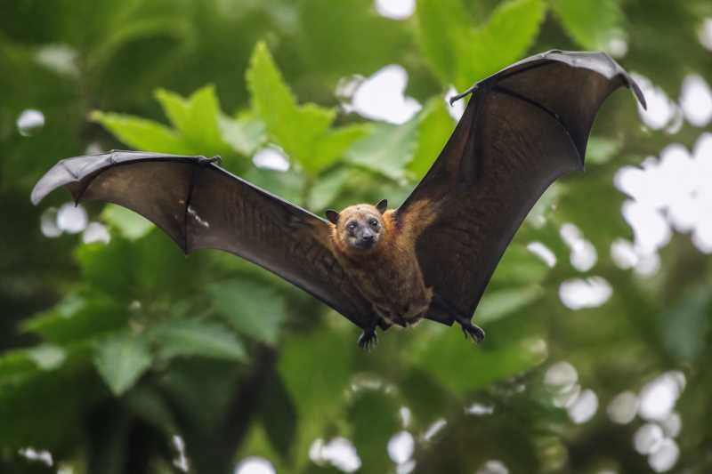 Image of a Manado Fruit Bat in its natural habitat