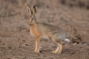 Image of a Manchurian Hare in its natural habitat
