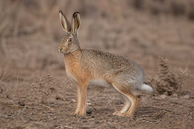 Image of a Manchurian Hare in its natural habitat