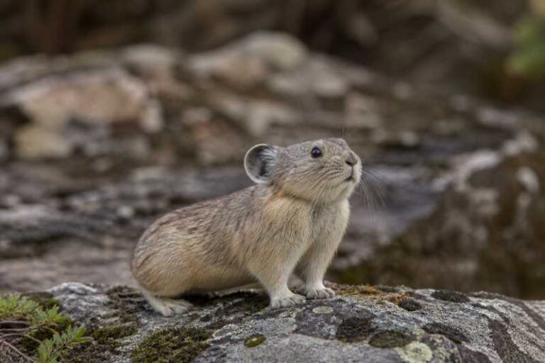 Image of a Manchurian Pika in its natural habitat