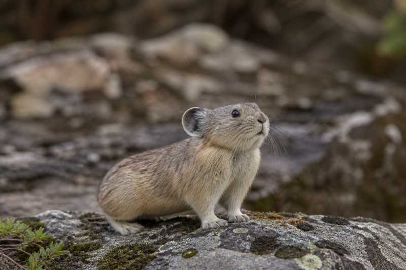 Image of a Manchurian Pika in its natural habitat