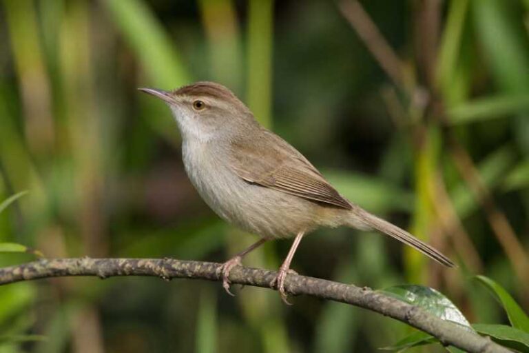 Image of a Manchurian Bush Warbler in its natural habitat