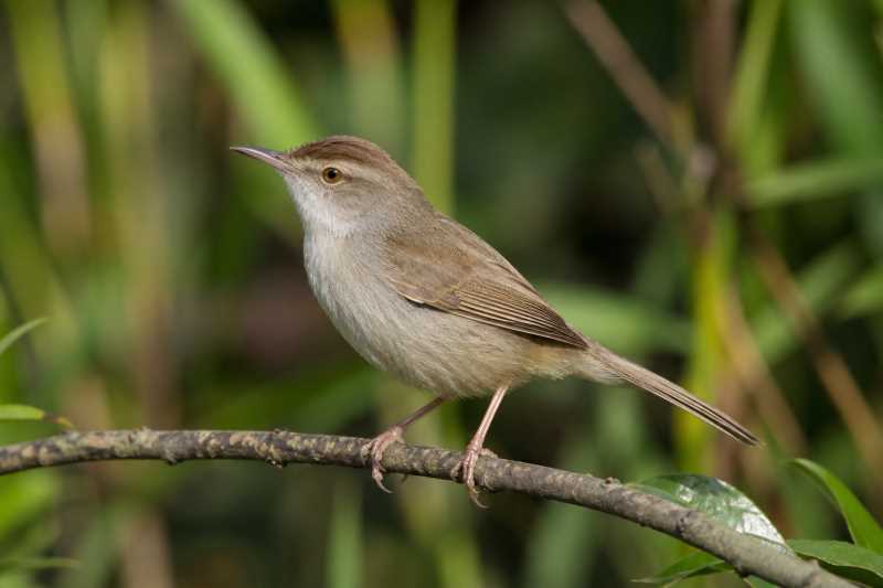 Image of a Manchurian Bush Warbler in its natural habitat