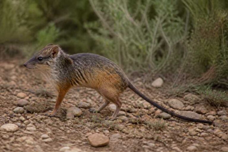 Image of a Maned Rat in its natural habitat