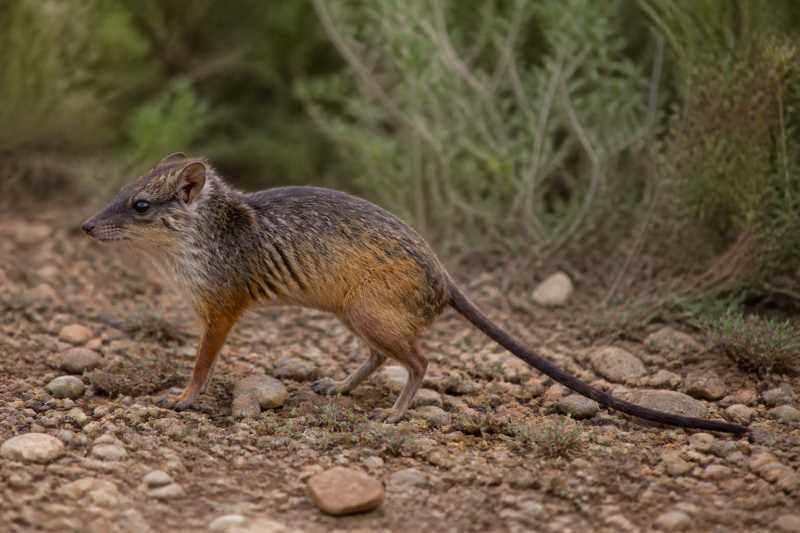 Image of a Maned Rat in its natural habitat