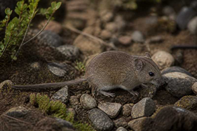 Image of a Mann's Soft-haired Mouse in its natural habitat