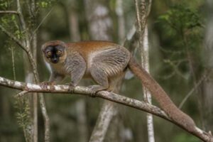 Image of a Manombo Woolly Lemur in its natural habitat