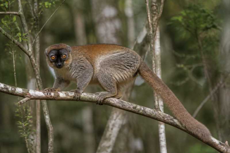 Image of a Manombo Woolly Lemur in its natural habitat
