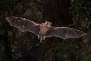 Image of a Mantled Giant Mastiff Bat in its natural habitat