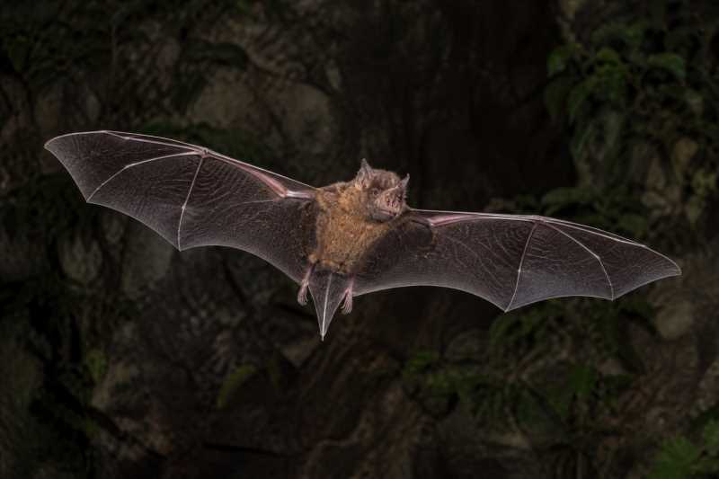Image of a Mantled Giant Mastiff Bat in its natural habitat