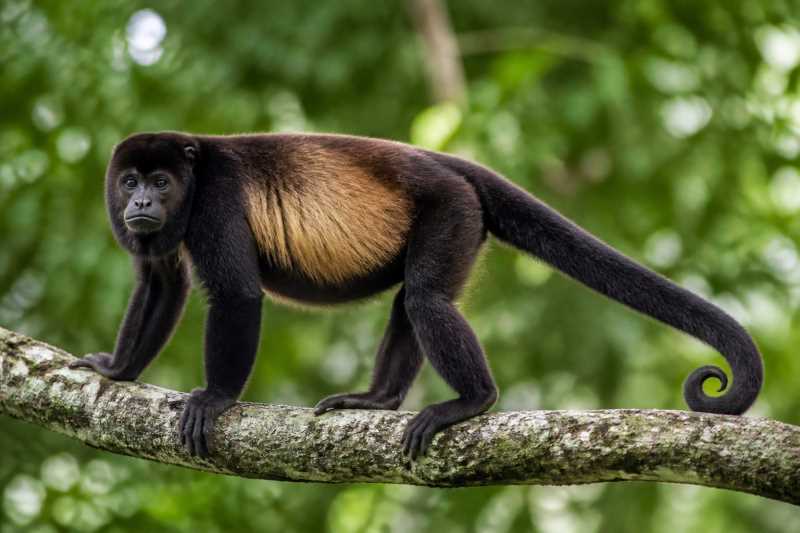 Image of a Mantled Howler in its natural habitat
