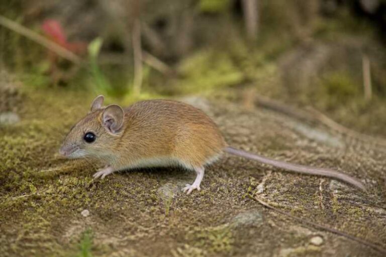 Image of a Margaret's Ranee Mouse in its natural habitat