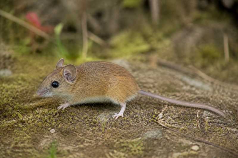 Image of a Margaret's Ranee Mouse in its natural habitat