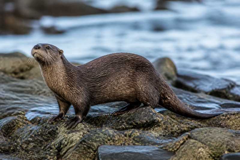 Image of a Marine Otter in its natural habitat