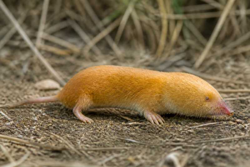 Image of a Marley's Golden Mole in its natural habitat
