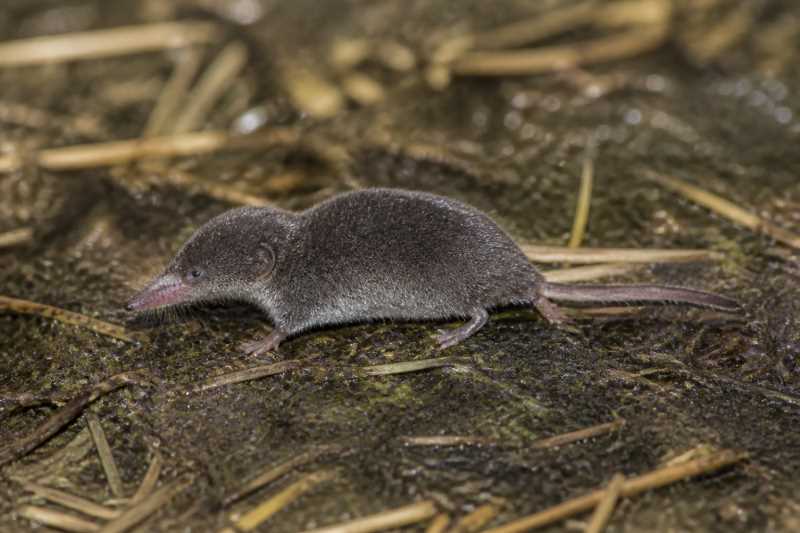Image of a Marsh Shrew in its natural habitat