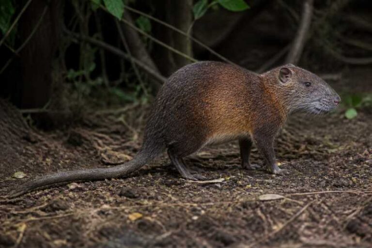 Image of a Martinique Giant Rice Rat in its natural habitat