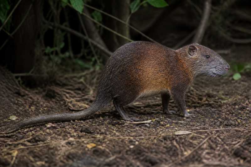 Image of a Martinique Giant Rice Rat in its natural habitat