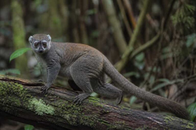 Image of a Masoala Sportive Lemur in its natural habitat