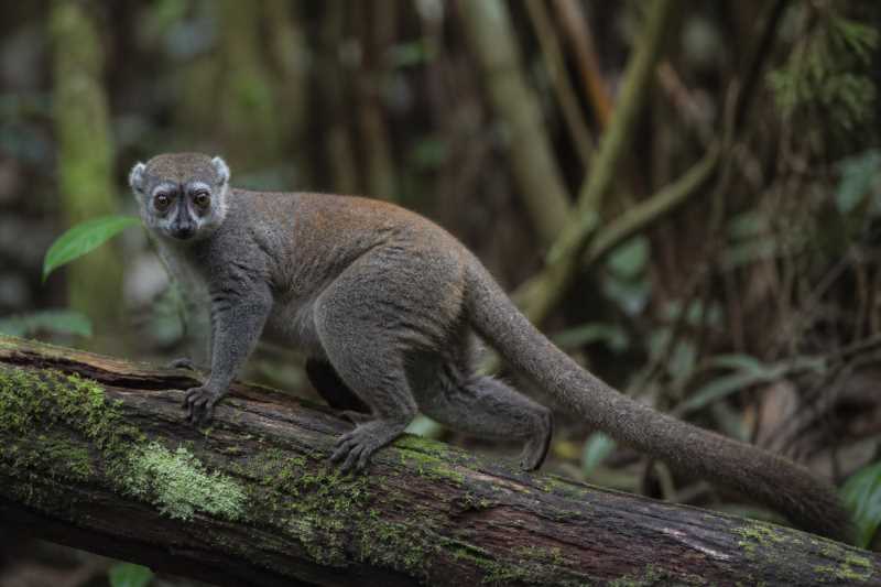 Image of a Masoala Sportive Lemur in its natural habitat