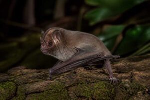 Image of a Mato Grosso Dog-faced Bat in its natural habitat