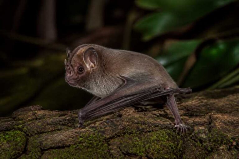 Image of a Mato Grosso Dog-faced Bat in its natural habitat