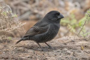Image of a Medium Ground Finch in its natural habitat