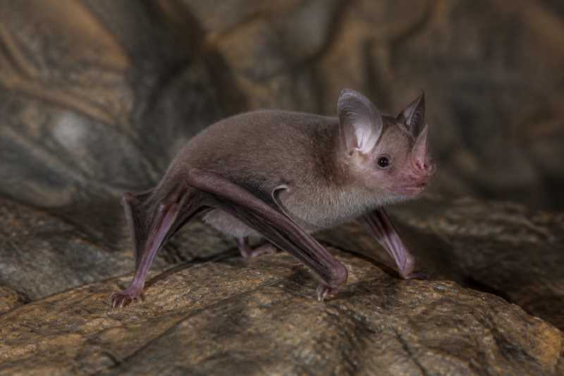 Image of a Medog Tube-nosed Bat in its natural habitat