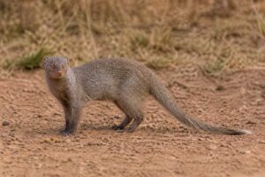 Image of a Meller's Mongoose in its natural habitat