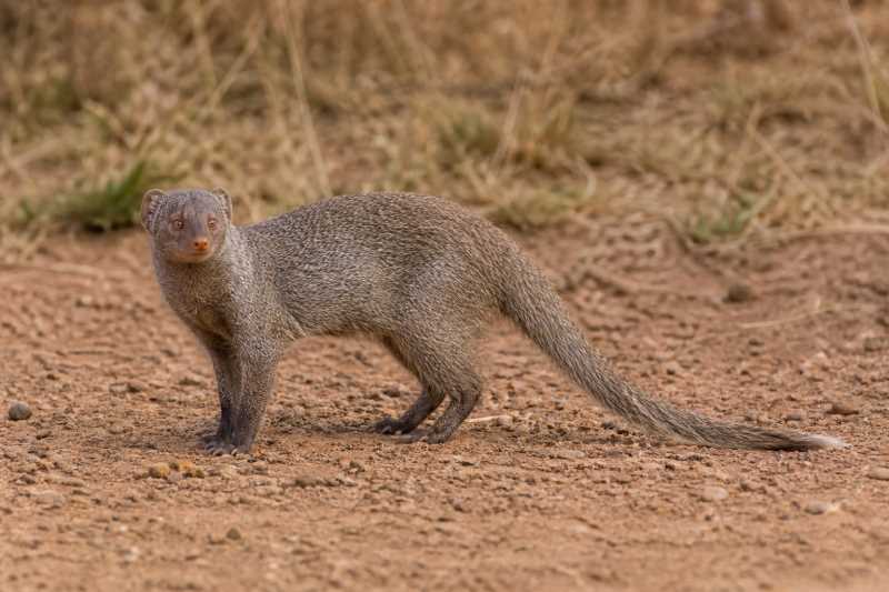 Image of a Meller's Mongoose in its natural habitat